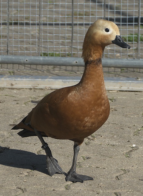 舞台过早掉