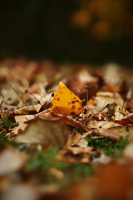 仅增强了球 仅增强了球